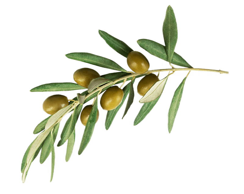 olive branches png